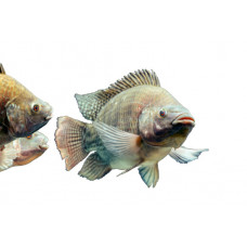 Lote de reproductores de tilapia gris